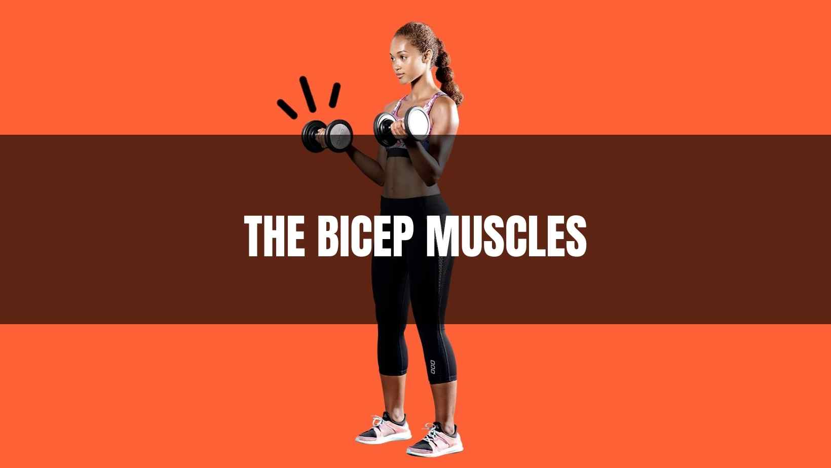 The Bicep Muscles