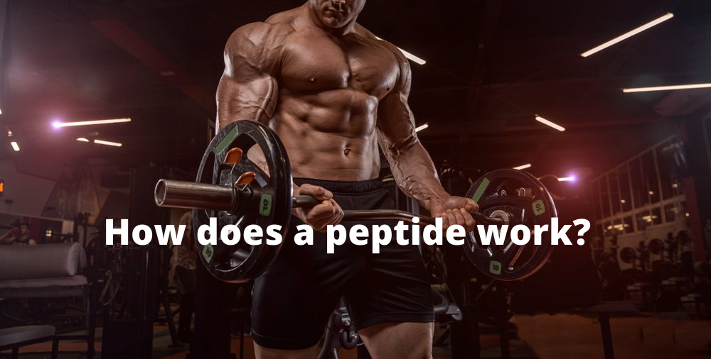 How does a peptide work