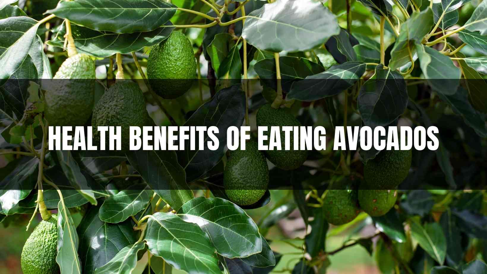 Health Benefits of Eating Avocados